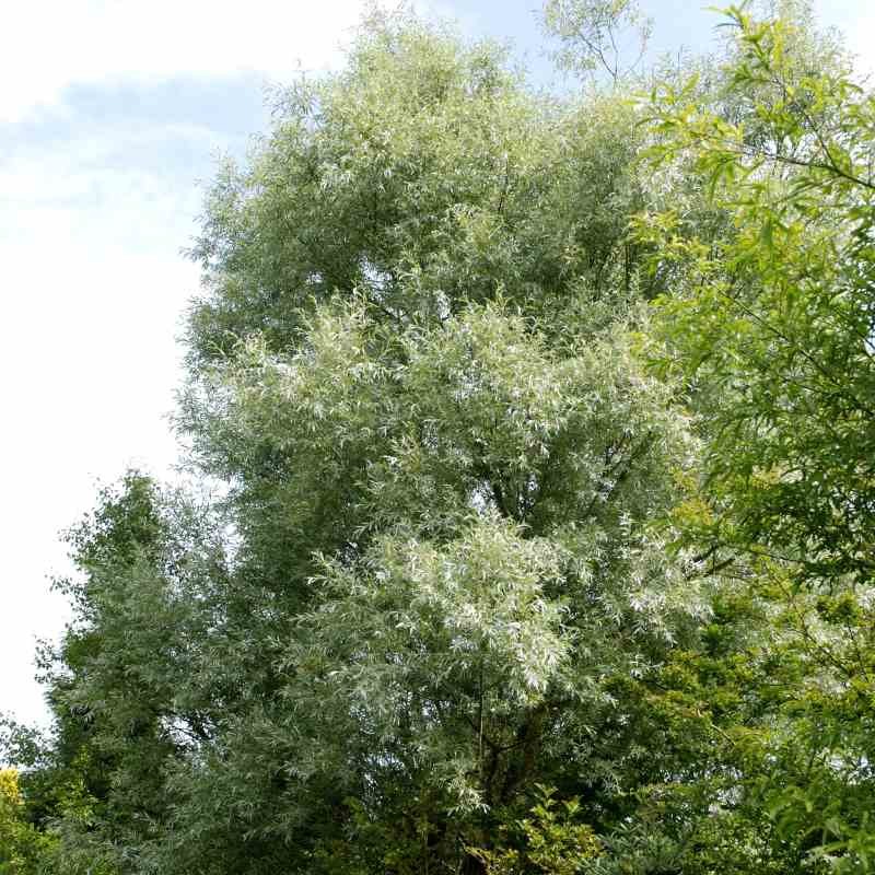 Salix alba 'Sericea' Salix alba 'Sericea'
