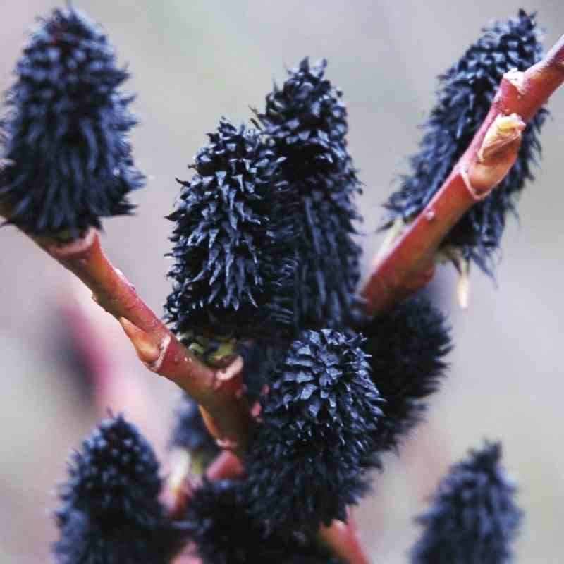 Salix gracilistyla 'Melanostachys'