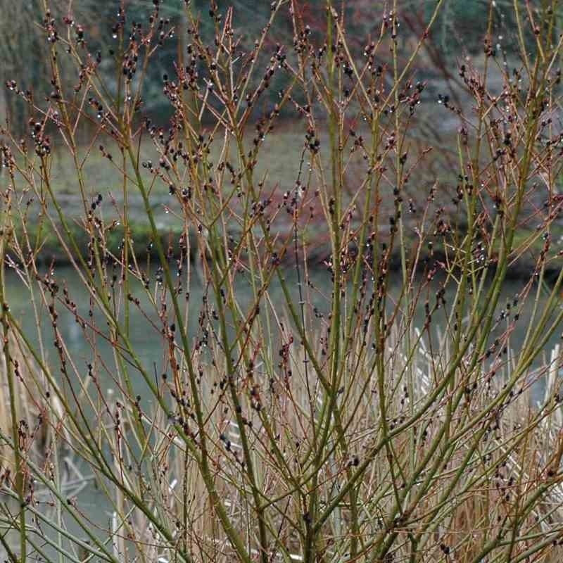 Salix gracilistyla 'Melanostachys'