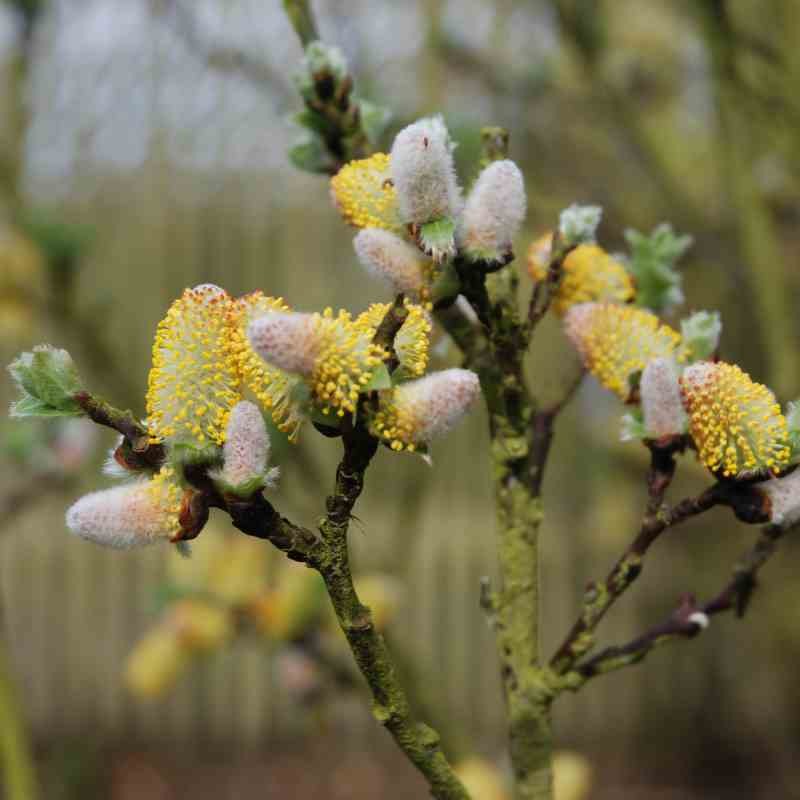 Salix hastata 'Wehrhahnii' Salix hastata 'Wehrhahnii'