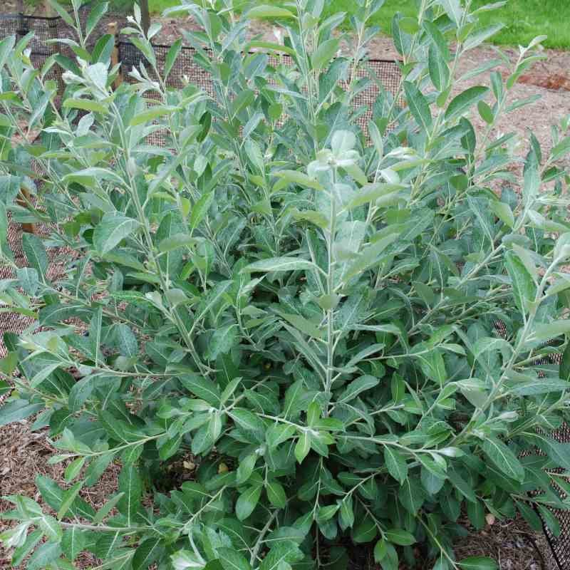 Salix hookeriana