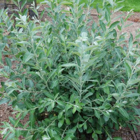 Salix hookeriana Salix hookeriana