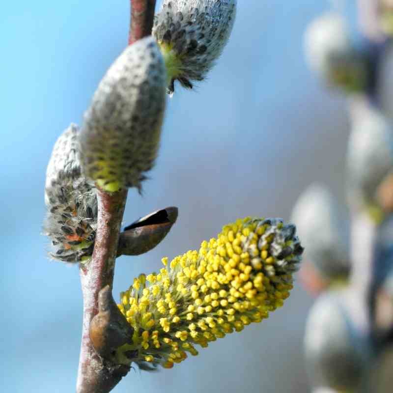 Salix irrorata Salix irrorata