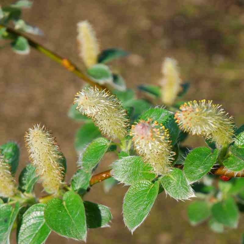 Salix nakamurana var yezoalpina