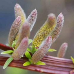 Salix udensis 'Sekka' - catkins and flattened stems