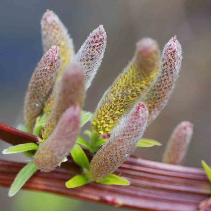 Salix udensis 'Sekka' - catkins and flattened stems Salix udensis 'Sekka' - catkins and flattened stems