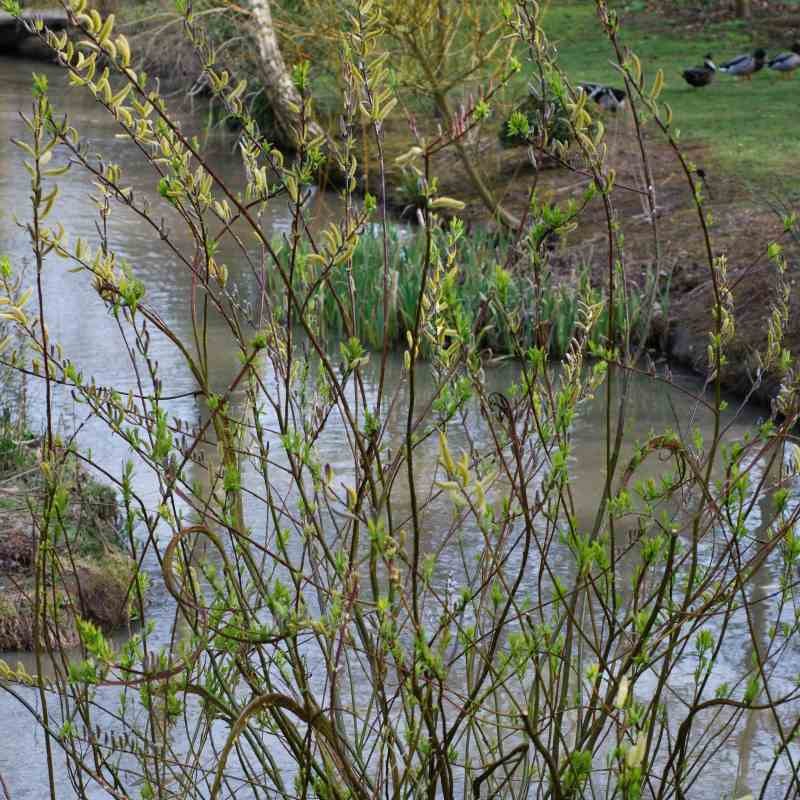 Salix udensis 'Sekka' Salix udensis 'Sekka'