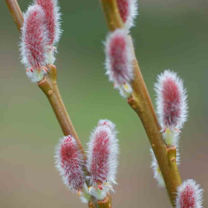 Salix x rubra 'Eugenei' - catkins