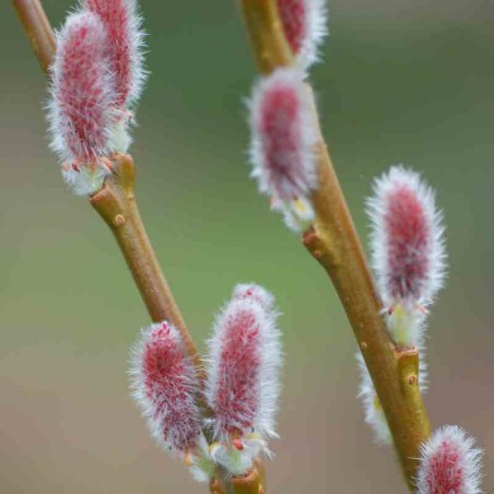 Salix x rubra 'Eugenei' - catkins Salix x rubra 'Eugenei' - catkins