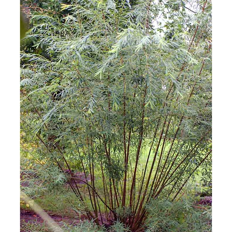 Salix x rubra 'Eugenei' - elegant established plant