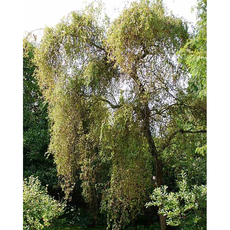 Salix x sepulcralis 'Erythroflexuosa' Salix x sepulcralis 'Erythroflexuosa'