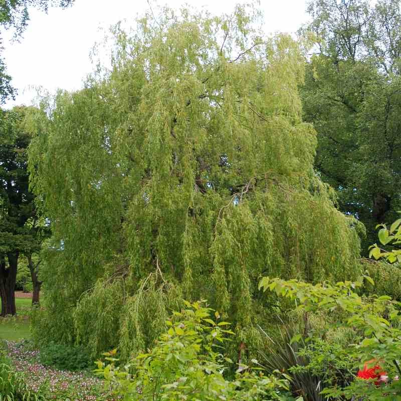 Salix sepulcralis 'Chrysocoma'