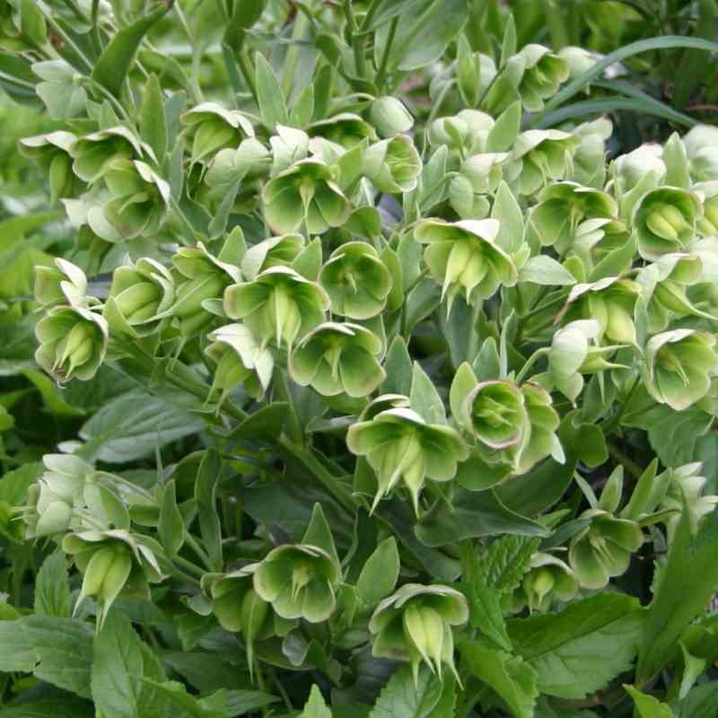 Helleborus foetidus Helleborus foetidus