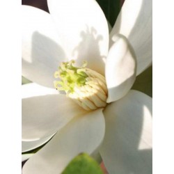 Magnolia virginiana