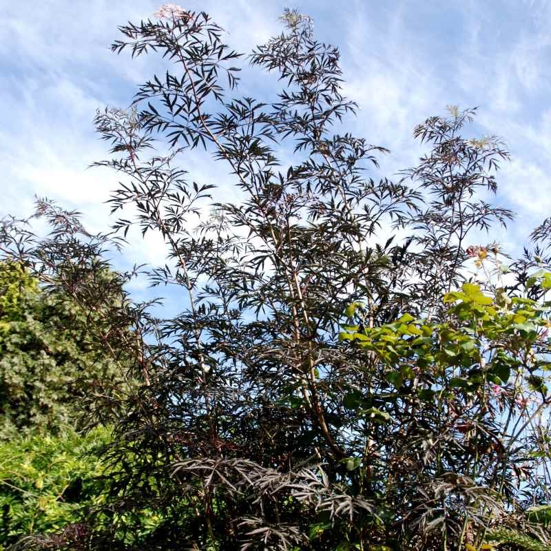 Sambucus nigra 'Black Lace' Sambucus nigra 'Black Lace'