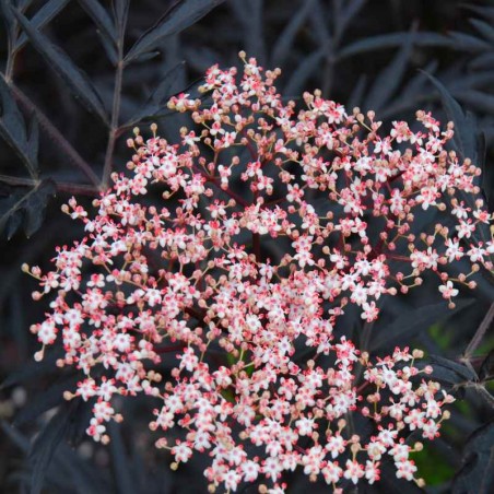 Sambucus nigra 'Black Lace'