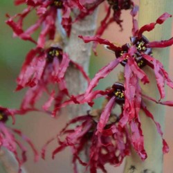 Hamamelis x intermedia 'Foxy Lady'