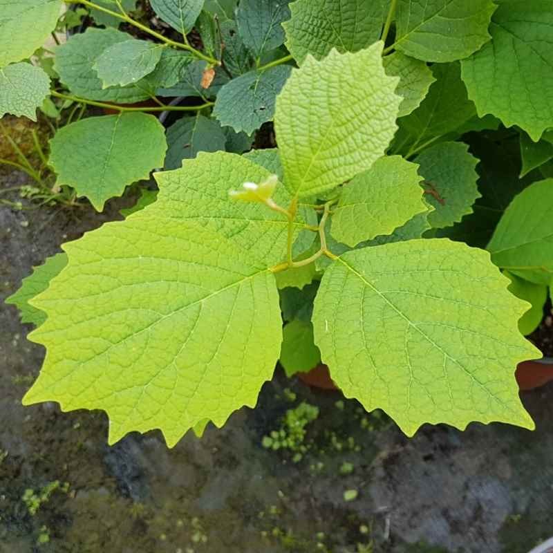 Styrax shiraianus