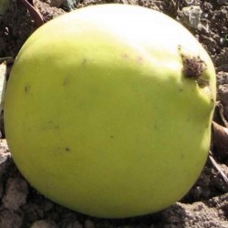 Chaenomeles cathayensis