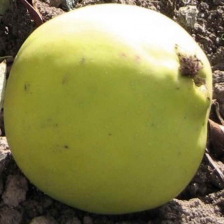 Chaenomeles cathayensis