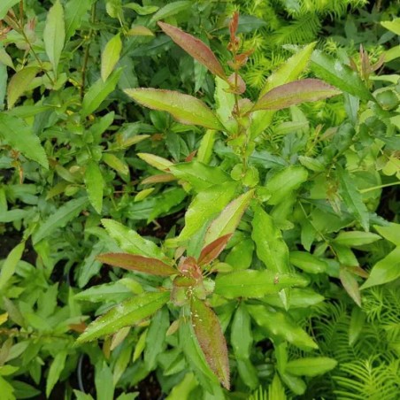 Chaenomeles cathayensis