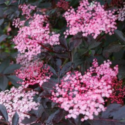 Sambucus nigra 'Black Beauty'