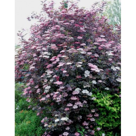 Sambucus nigra 'Black Beauty'