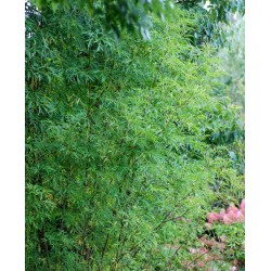 Sambucus nigra 'Laciniata'