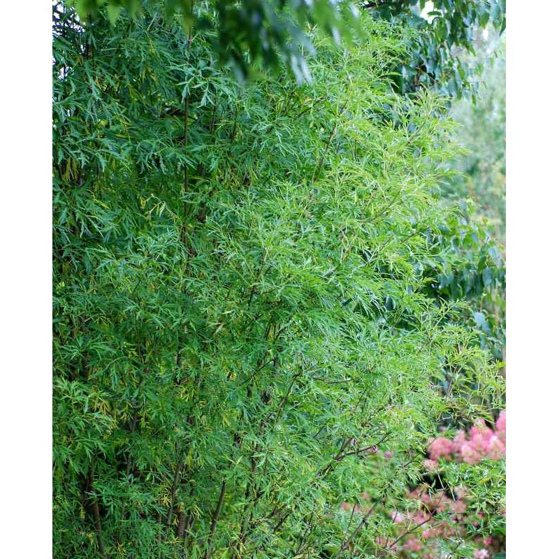 Sambucus nigra 'Laciniata' Sambucus nigra 'Laciniata'