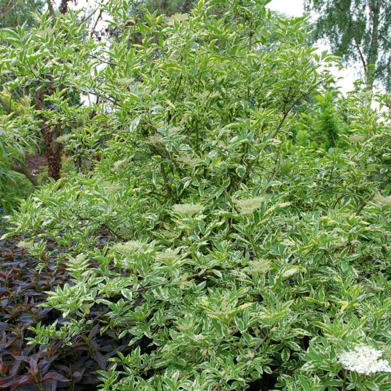 Sambucus nigra 'Madonna'