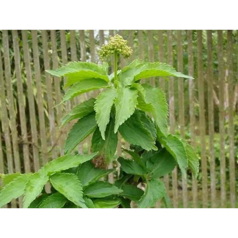 Sambucus nigra 'Pyramidalis' Sambucus nigra 'Pyramidalis'