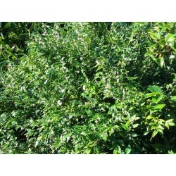 Sarcococca confusa