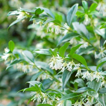 Sarcococca confusa
