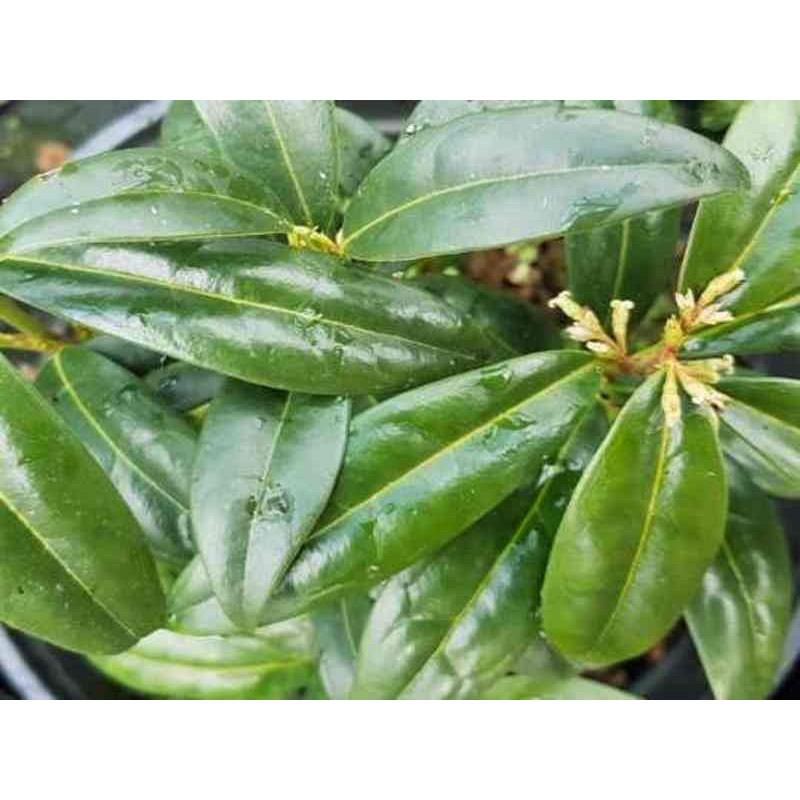 Sarcococca hookeriana var humilis