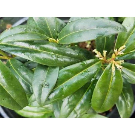 Sarcococca hookeriana var humilis