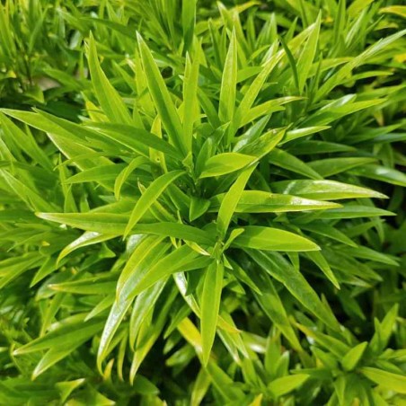 Sarcococca ruscifolia var chinensis 'Dragon Gate' Sarcococca ruscifolia var chinensis 'Dragon Gate'