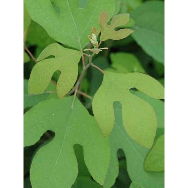 Sassafras albidum