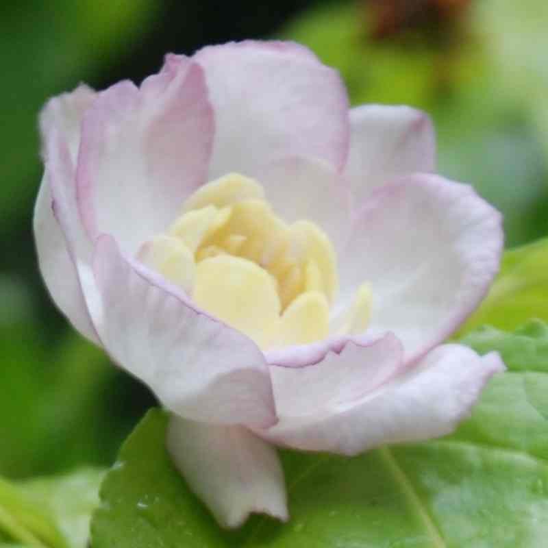 Sinocalycanthus chinensis Sinocalycanthus chinensis