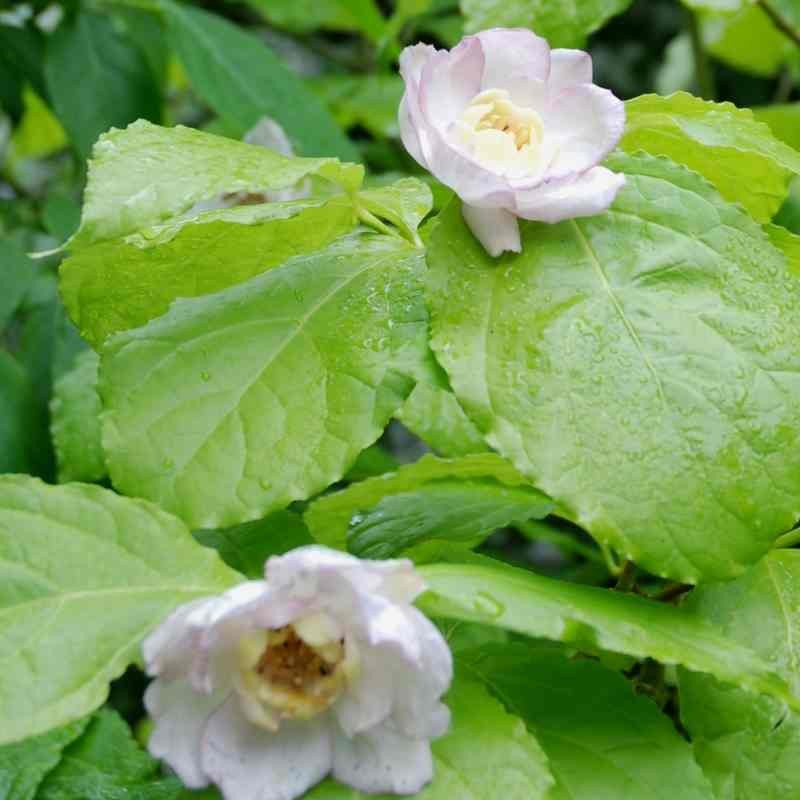 Sinocalycanthus chinensis