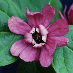 Sinocalycanthus raulstonii 'Hartlage Wine' - flower in June