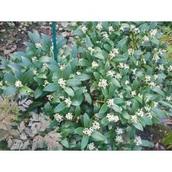 Skimmia japonica 'Bowles Dwarf Male'