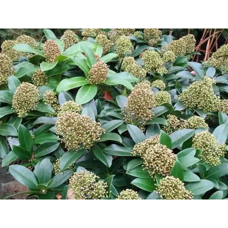 Skimmia japonica 'Fragrant Cloud'