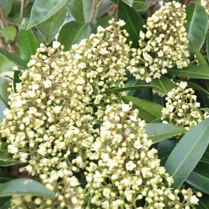 Skimmia x confusa 'Kew Green' (Male)