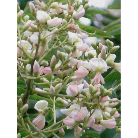 Sophora japonica (Styphnolobium japonicum) Sophora japonica (Styphnolobium japonicum)