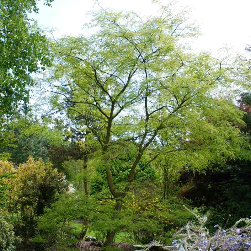 Sophora japonica (Styphnolobium japonicum)