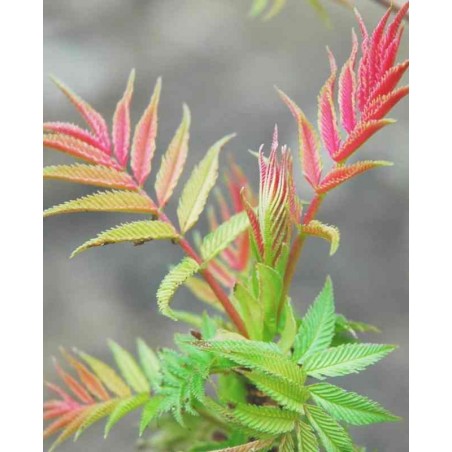 Sorbaria sorbifolia 'Sem' Sorbaria sorbifolia 'Sem'