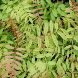 Sorbaria sorbifolia 'Sem'