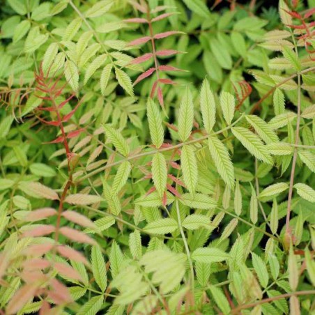 Sorbaria sorbifolia 'Sem' Sorbaria sorbifolia 'Sem'