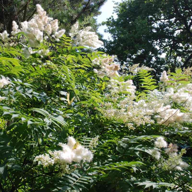 Sorbaria tomentosa var angustifolia