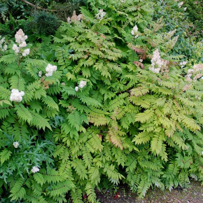 Sorbaria tomentosa var angustifolia Sorbaria tomentosa var angustifolia